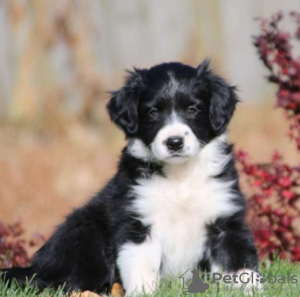 Photo №1. border collie - for sale in the city of Grygov | negotiated | Announcement № 97871