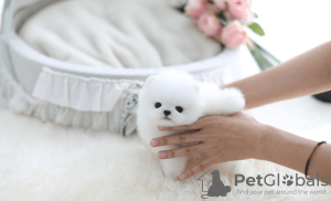 Photo №1. pomeranian - for sale in the city of Mersch | 471$ | Announcement № 130552