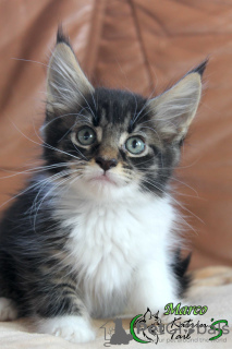 Photo №4. I will sell maine coon in the city of St. Petersburg. private announcement, from nursery, breeder - price - 629$