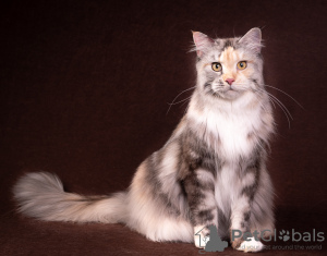 Photo №4. I will sell maine coon in the city of Москва. private announcement, from nursery, breeder - price - 483$