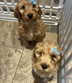 Additional photos: Small Breed Chunky F2 Cockapoo Puppies