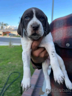 Photo №3. Baby German shorthaired pointer. Germany