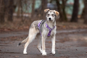 Photo №4. I will sell non-pedigree dogs in the city of Москва. private announcement - price - Is free