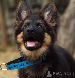 Additional photos: Beautiful dsh German Shepherd puppies.