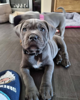 Photo №3. Staffordshirenbullterrierin pennut valmiina uusiin koteihin. Finland