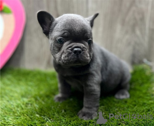 Photo №1. french bulldog - for sale in the city of Helsinki-Uusimaa | negotiated | Announcement № 37391