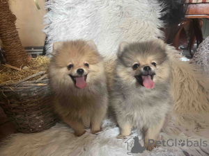 Additional photos: Pomeranian BOO pomeranians