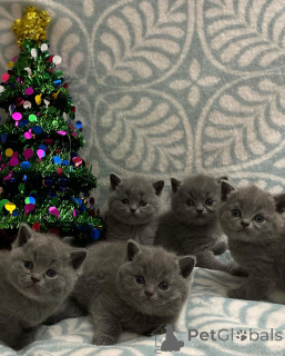 Photo №1. british shorthair - for sale in the city of Basel | negotiated | Announcement № 167316