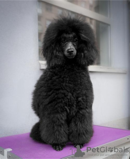 Photo №2 to announcement № 93603 for the sale of poodle (toy) - buy in Serbia 