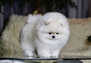 Photo №3. Beautiful puppies Pomeranian spitz. Netherlands