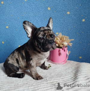 Photo №3. French bulldog. Belarus