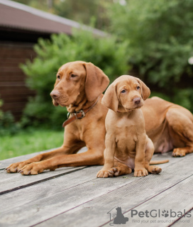 Photo №2 to announcement № 61947 for the sale of vizsla - buy in Belarus private announcement
