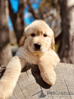 Photo №2 to announcement № 128091 for the sale of golden retriever - buy in Canada breeder