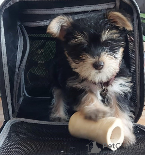 Additional photos: 2 Stunning Yorkshire Terrier Pups Left (10 weeks Old)