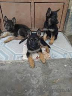 Photo №1. german shepherd - for sale in the city of Milan | 1032$ | Announcement № 165788