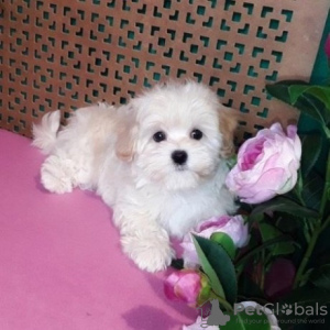 Photo №1. maltese dog - for sale in the city of Holloman Air Force Base | Is free | Announcement № 19055
