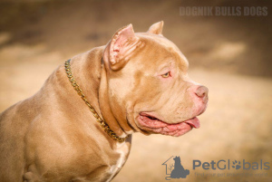 Photo №4. I will sell american bully in the city of Mogilyov. breeder - price - 1587$