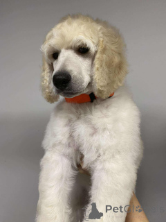 Photo №2 to announcement № 143469 for the sale of poodle (royal) - buy in Poland from nursery