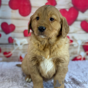 Photo №2 to announcement № 164478 for the sale of golden retriever - buy in United States private announcement