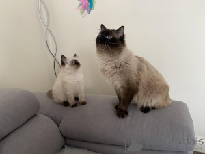 Photo №1. ragdoll - for sale in the city of New Plymouth | 423$ | Announcement № 56836