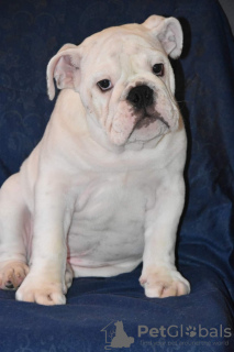 Additional photos: English Bulldog puppies