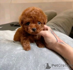 Photo №2 to announcement № 107782 for the sale of poodle (toy) - buy in Finland private announcement, breeder