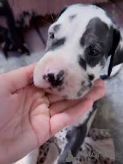 Photo №2 to announcement № 165279 for the sale of great dane - buy in Belgium private announcement, breeder