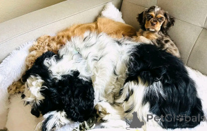 Photo №3. American cocker Spaniel puppies available for adoption. Germany