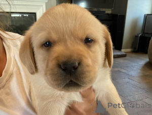 Photo №1. labrador retriever - for sale in the city of Frankfurt | negotiated | Announcement № 162469