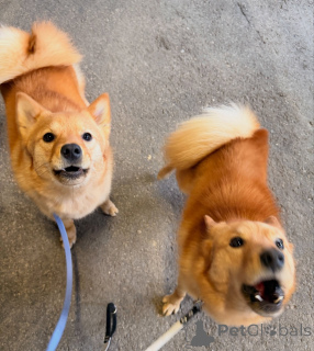 Photo №2 to announcement № 164330 for the sale of finnish spitz - buy in Finland breeder