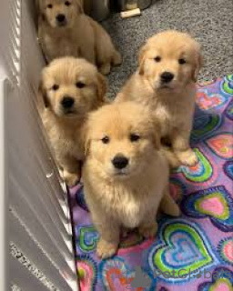 Photo №1. golden retriever - for sale in the city of Antwerp | 1032$ | Announcement № 164092