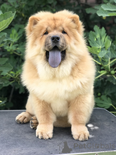 Additional photos: Chow Chow puppies for sale!