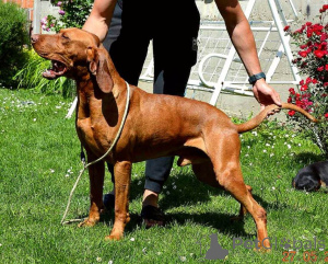Photo №2 to announcement № 147541 for the sale of vizsla - buy in Serbia private announcement