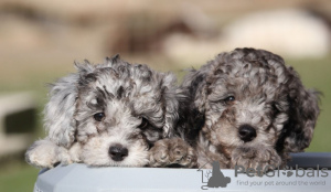 Photo №2 to announcement № 9903 for the sale of poodle (toy) - buy in Denmark 