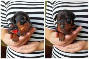 Photo №1. miniature pinscher - for sale in the city of Kiev | 365$ | Announcement № 4409