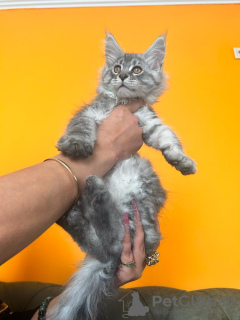 Photo №3. Purebred Maine Coon kittens. Turkey