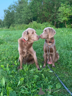 Additional photos: Weimar longhair puppies