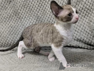 Photo №1. cornish rex - for sale in the city of Gnarrenburg | 361$ | Announcement № 176681
