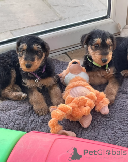 Photo №1. australian terrier - for sale in the city of Recklinghausen | 465$ | Announcement № 166484