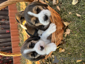 Additional photos: Elite Beagle puppies