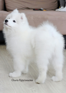 Photo №4. I will sell samoyed dog in the city of Rybinsk. private announcement, from nursery, breeder - price - Negotiated