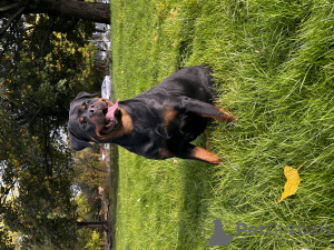 Additional photos: Kennel Club Registered beautiful Rottweiler Puppies