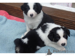 Photo №1. border collie - for sale in the city of Hamburg | 774$ | Announcement № 161273
