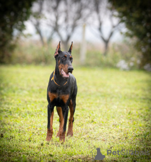 Photo №1. dobermann - for sale in the city of Belgrade | negotiated | Announcement № 121938