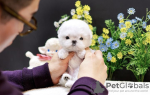 Photo №1. maltese dog - for sale in the city of Miami | 300$ | Announcement № 99283