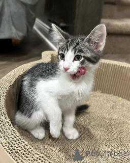 Photo №2 to announcement № 150617 for the sale of domestic cat - buy in Germany from the shelter, breeder