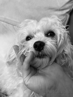 Photo №4. I will sell maltese dog in the city of Helsinki. private announcement - price - 619$