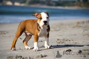 Photo №2 to announcement № 135927 for the sale of american pit bull terrier - buy in Germany 