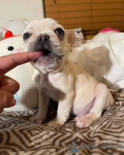 Photo №1.  - for sale in the city of Texas | negotiated | Announcement № 161254