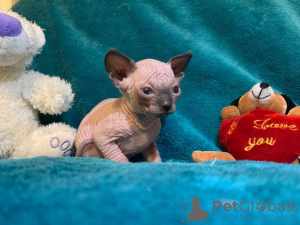 Photo №2 to announcement № 132162 for the sale of  - buy in Switzerland 